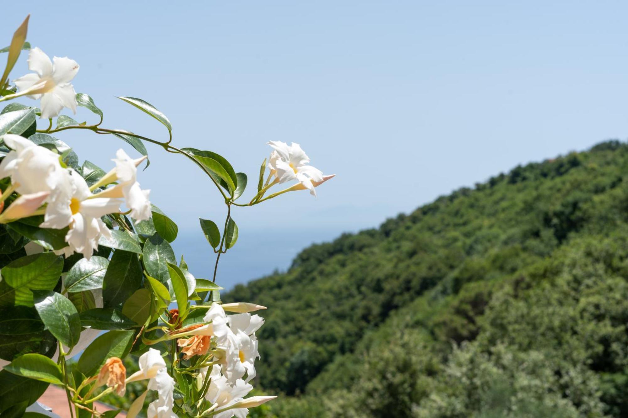 Villa Costanza Sorrento B&B Sant'Agnello Exterior photo